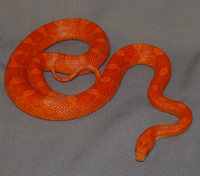 Blood-red Corn