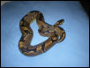 Super reduced female