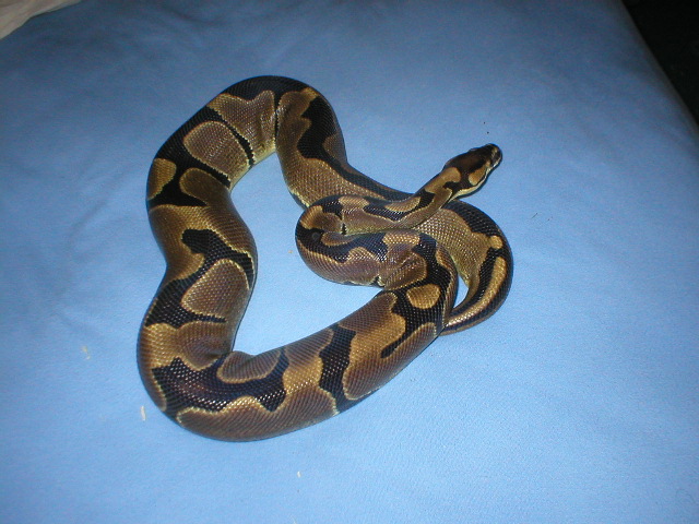 Super reduced female