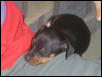 Dasher