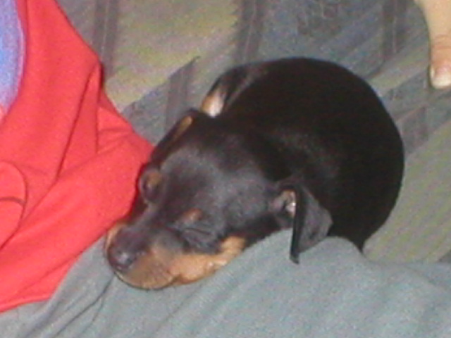 Dasher