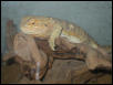 female beardie