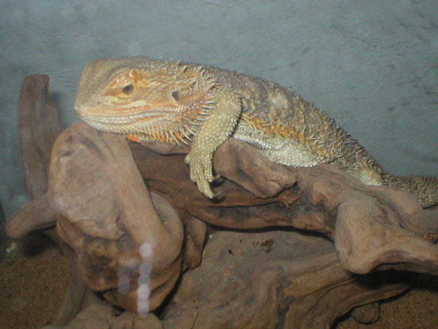 female beardie