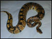 Banded girl