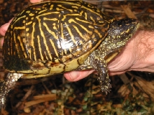 Female Florida box turtle