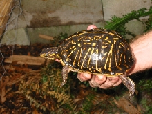 Female Florida box turtle
