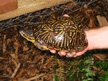My male Florida box turtle