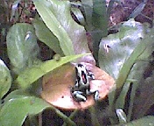 auratus
