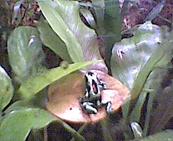 auratus