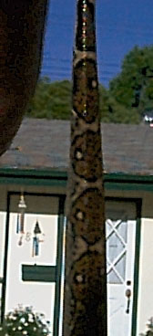 Boa Tail