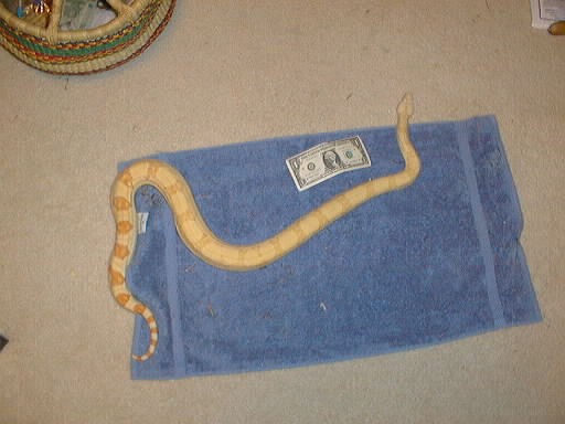 Albino 100% Het. Anery Female Boa (SNOW)