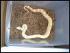 Albino 100% Het. Anery Female Boa (SNOW)