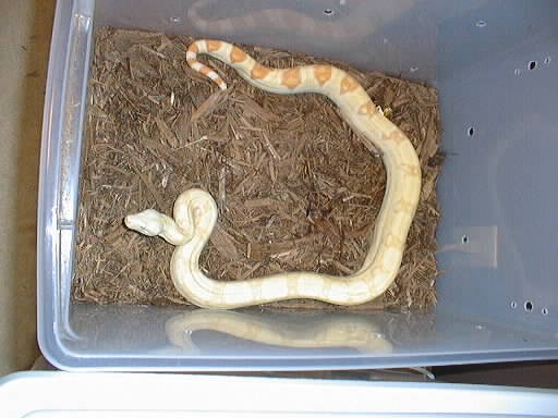 Albino 100% Het. Anery Female Boa (SNOW)