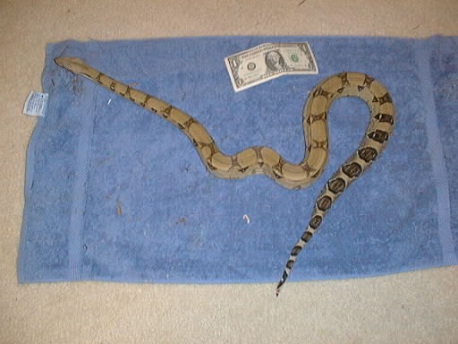 ANERY 100% Het. ALBINO MALE (Born Early 2002)