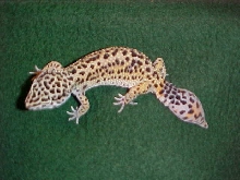 Female Leo