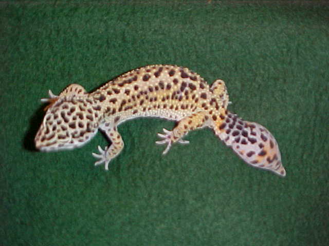 Female Leo