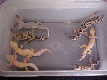 my leo group