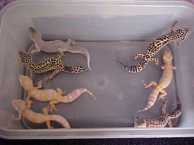 my leo group