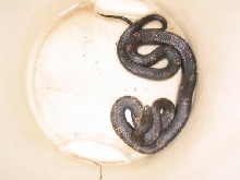 hypo melanistic cornsnake?
