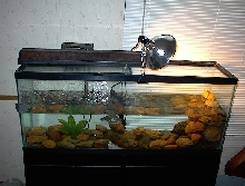 redear in 55 gallon