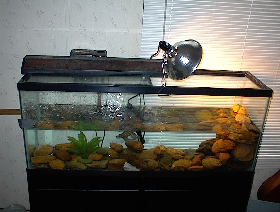 redear in 55 gallon