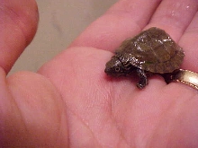 Hatchling stripeneck