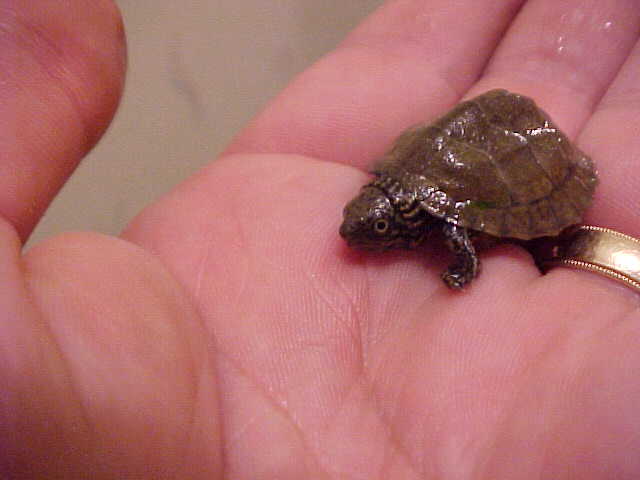 Hatchling stripeneck