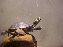 yellow belly and stripeneck basking