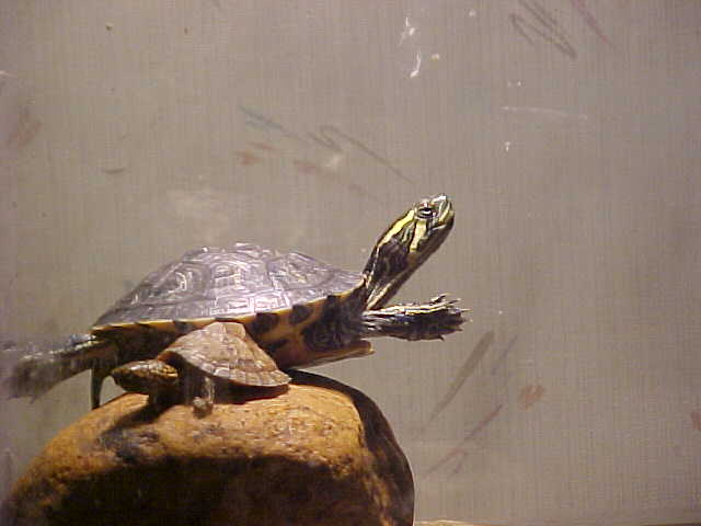 yellow belly and stripeneck basking