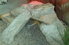 My male