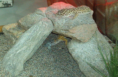 My male