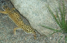Gecko eating superworms