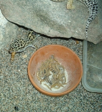 My leopard eatig a superworm