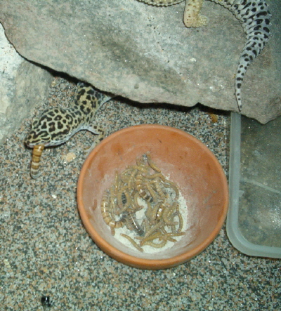 My leopard eatig a superworm