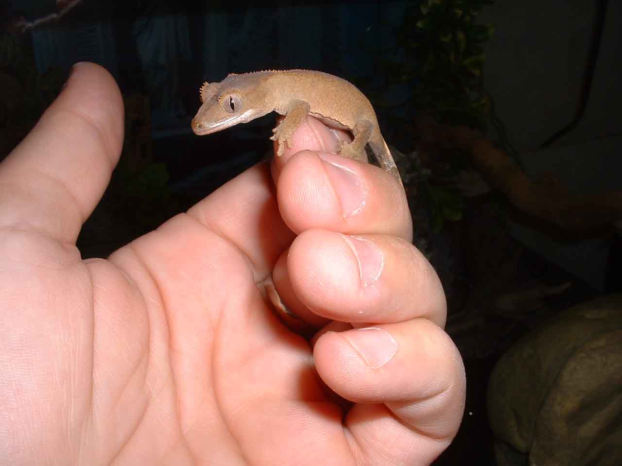 crestie
