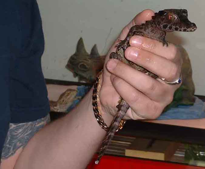 croc