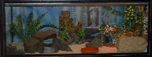 geckland