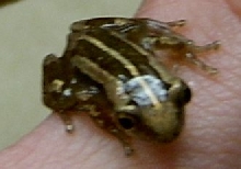 Afrixalus Dorsalis dorsalis