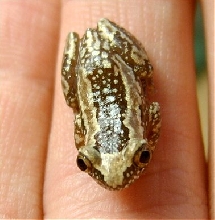 Afrixalus dorsalis dorsalis
