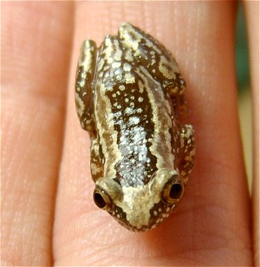 Afrixalus dorsalis dorsalis