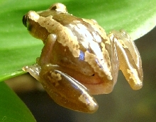 Afrixalus Dorsalis dorsalis