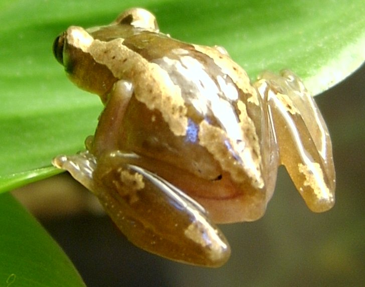Afrixalus Dorsalis dorsalis