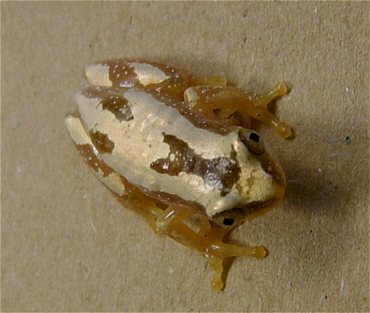 Afrixalus delicatus