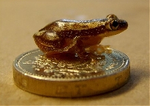 Afrixalus delicatus