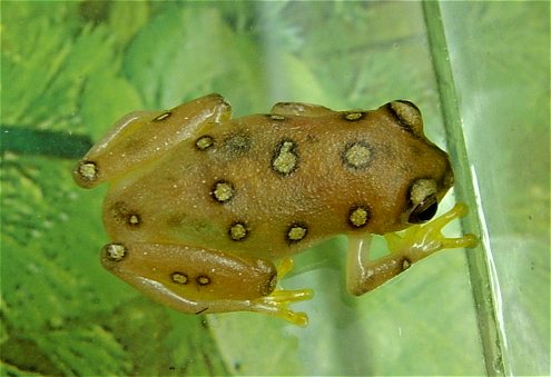 Female Hyperolius argus