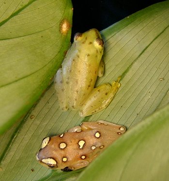 Hyperolius argus