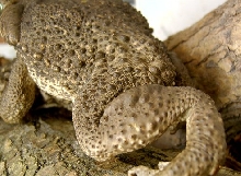 Rococco toad