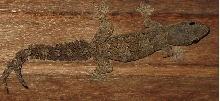 House gecko