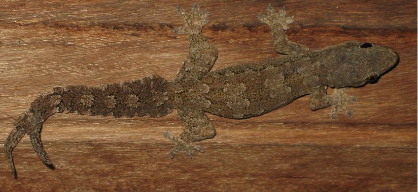 House gecko