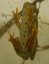 Hyperolius fusciventris burtoni (female)